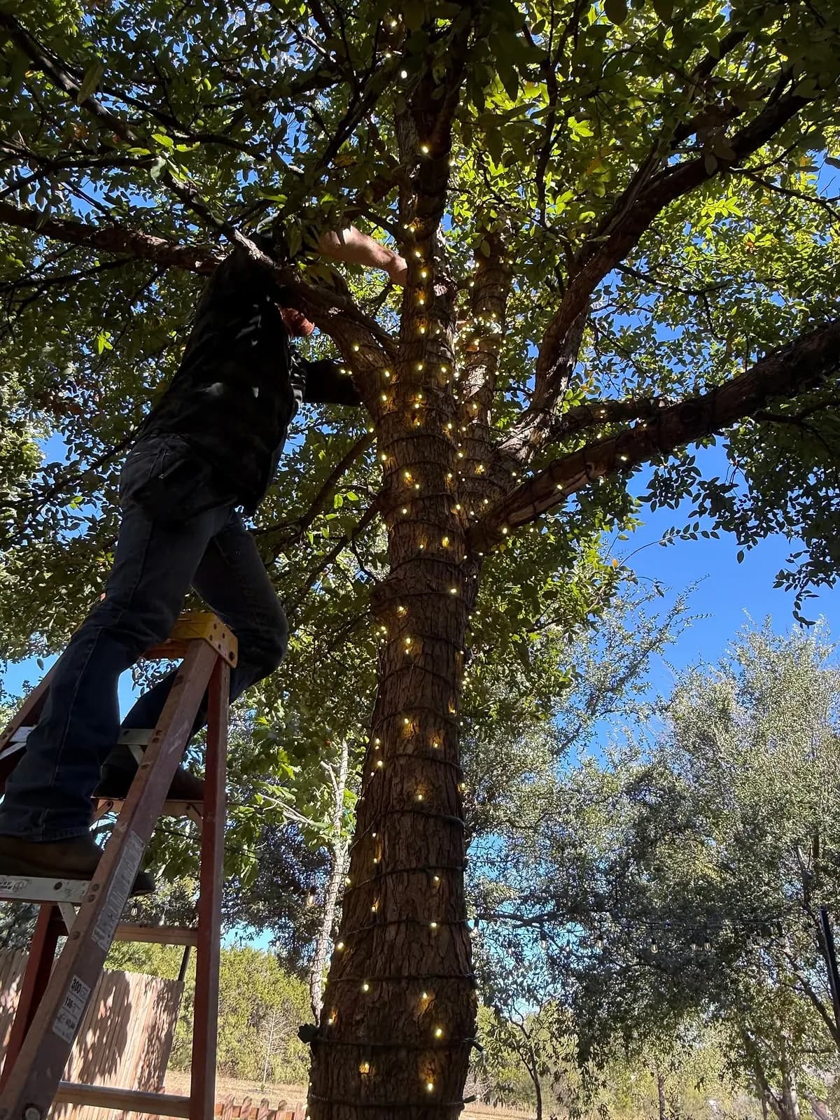 Premier Austin crew member on a ladder wrapping an oak tree in lights