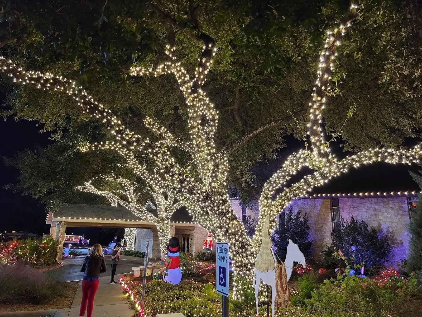 Huge live oaks wrapped in thousands of warm white lights